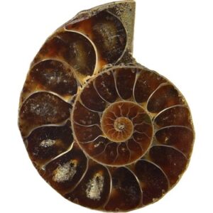 ammonit taşı